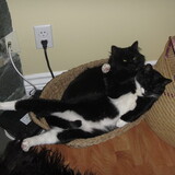 Entry image for Scooter and Sadie