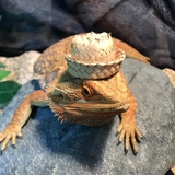 Entry image for Harry