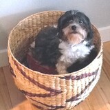 Entry image for Pollyanna