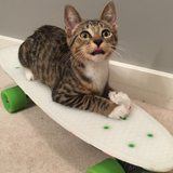 Entry image for Bella