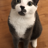 Entry image for Gizmo