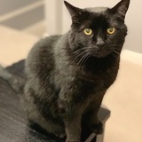 Entry image for Sebastian 