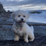 Entry image for Rudy