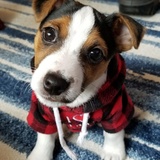 Entry image for Rupert 