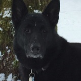 Entry image for Huston 