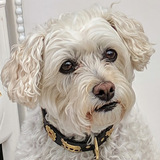 Entry image for Stella