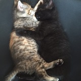 Entry image for Desmond and Molly