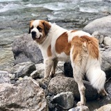 Entry image for Rocky