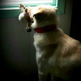 Entry image for Teddy