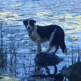 Entry image for Luna