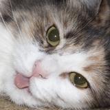 Entry image for Jewel