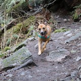 Entry image for Pebbles