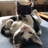 Entry image for Spencer (white/grey) Elliott (black)