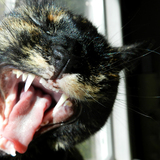 Entry image for Skywalker