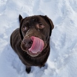 Entry image for Charlie Brown