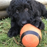 Entry image for Oreo