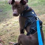 Entry image for Chevy