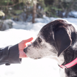 Entry image for Llena