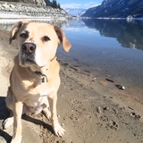 Entry image for Lenny