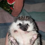 Entry image for Twig