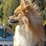 Entry image for Silas