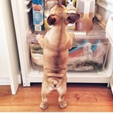 Entry image for Sadie