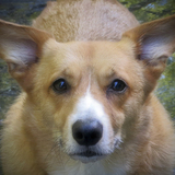 Entry image for Kellan