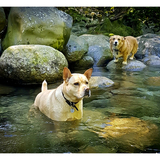 Entry image for Sadie