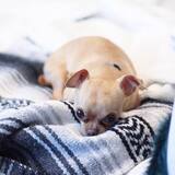 Entry image for Chico