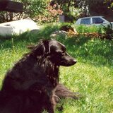 Entry image for Angus