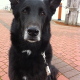 Entry image for Bear