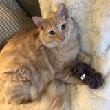 Entry image for Thor