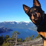 Entry image for Chewbacca aka Chewey