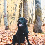 Entry image for Kado