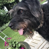 Entry image for Lucy