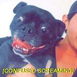 Entry image for Otis