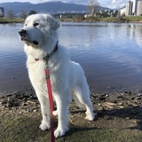 Entry image for Luna