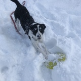 Entry image for Jethro