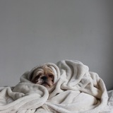 Entry image for JayJay