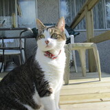 Entry image for Bonnie