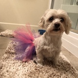 Entry image for SAMMY