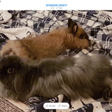 Entry image for Foxy and Dobby