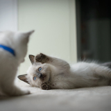 Entry image for Sputnik