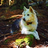 Entry image for Tucker