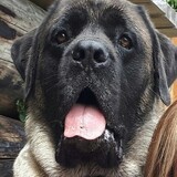 Entry image for Gracie