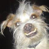 Entry image for Chewy