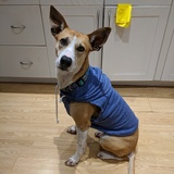 Entry image for Dahlia