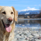 Entry image for Aria