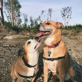 Entry image for Harley and Aspen