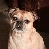 Entry image for Franky